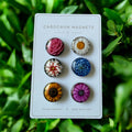 Mini Luxe Magnet Set